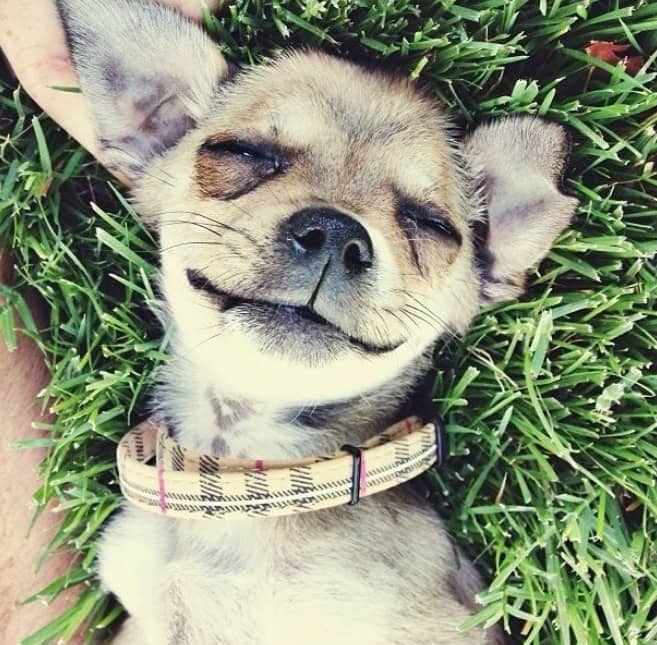 Pure Bliss